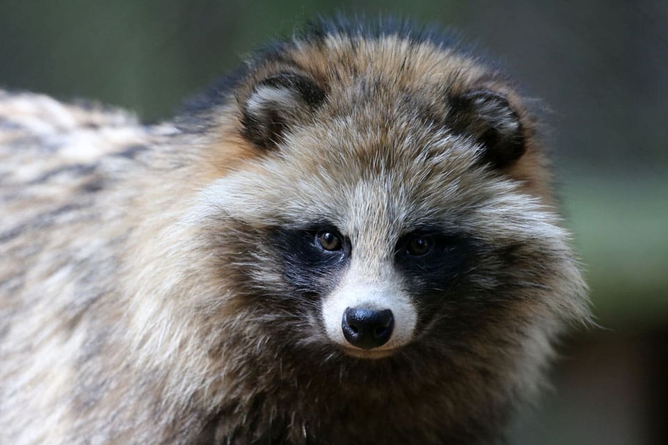 Myndigheterna i Danmark hoppas på hjälp från invånarna att hitta invasiva arter som exempelvis mårdhund.