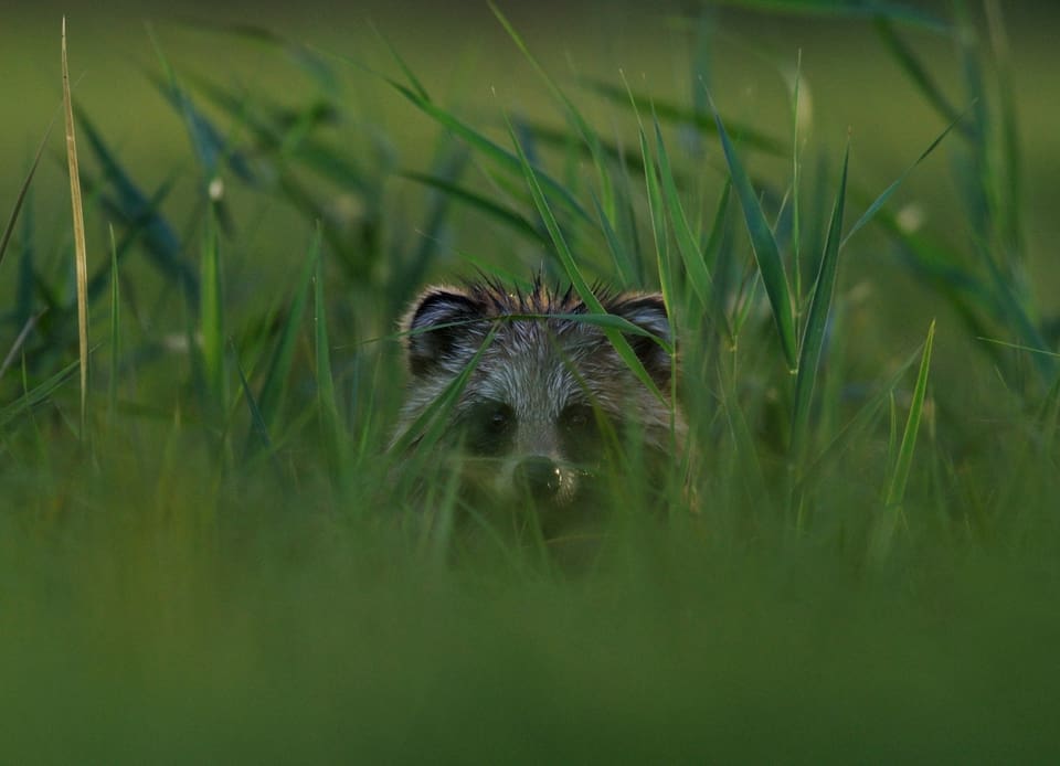 Om en mårdhund kommer till en ö försvinner över 90 procent av fågeläggen. Den invasiva arten skulle innebära en katastrof för markhäckande fåglar i Sverige.