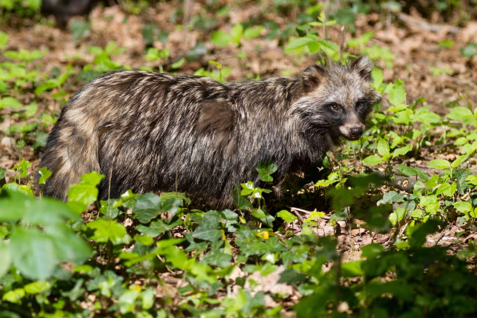 Mårdhundspopulationen i Danmark är stor och oönskad. Förra året fälldes 3291 mårdhundar i landet.