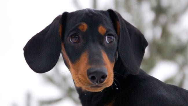 En jägare i Finland sköt en tax i tron att det var en mårdhund.