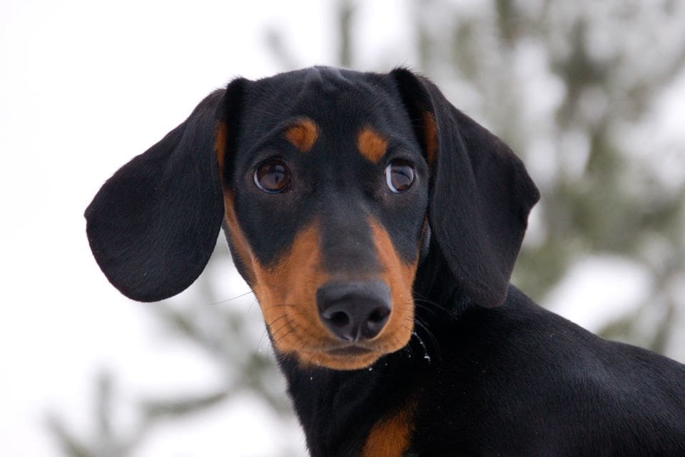 En jägare i Finland sköt en tax i tron att det var en mårdhund.