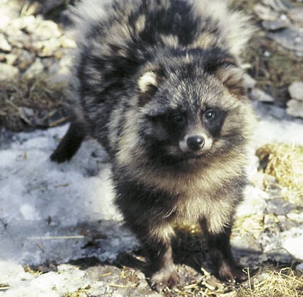 Länsstyrelsen och jägarna i Skåne laddar nu för en mårdhundsinvasion från Danmark. Det asiatiska pälsviltet, som redan finns i Norrland, ska stoppas till varje pris.