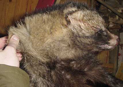 Att mårdhundar fälls i Norrbotten blir allt vanligare. Att några av de skjutna djuren är årsungar visar att det blir allt fler föryngringar i norra Sverige. 