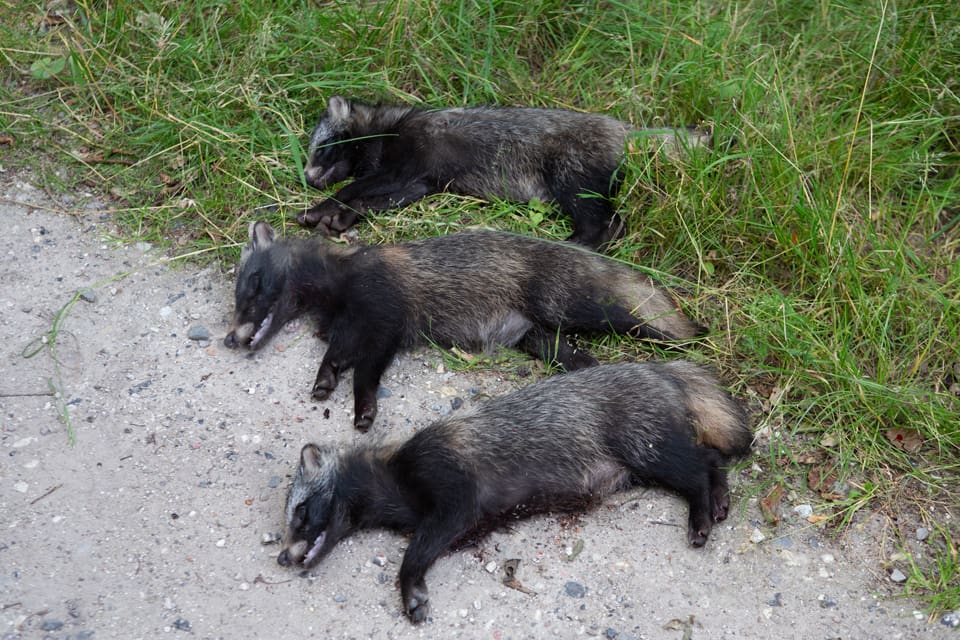 453 mårdhundar har fällts på den lilla halvön Djursland på danska Jylland sedan årsskiftet. De flesta av dem har skjutits vid åtlar.