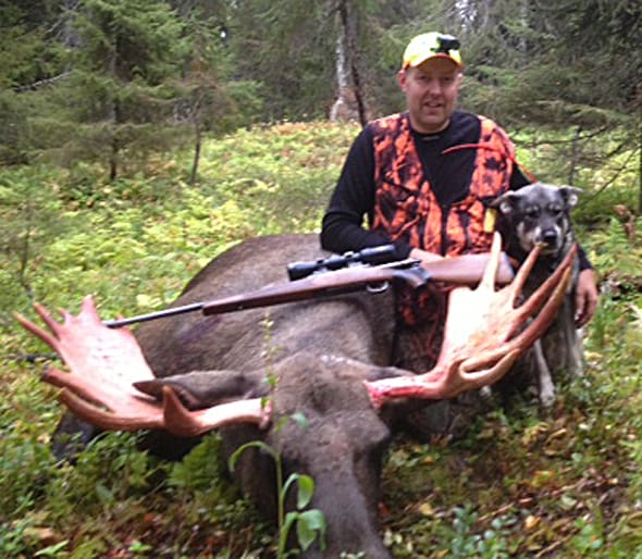 Storoxen. Med hjälp av jämttiken Gry lyckades Mikael Ahnström fälla en 15-taggare på cirka 300 kilo.