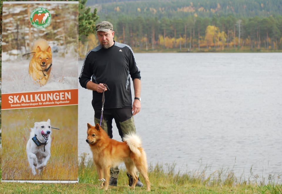 Tomas Salander med sin finnspets Predator’s Mikko som blev årets Skallkung när elva ekipage gjorde upp i svenska mästerskapen för skällande fågelhundar.
