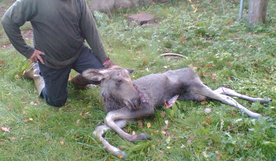 Under hösten har ett fåtal kalvar skjutits på Öland. Slaktvikten har varit på 20-25 kilo mot normalt omkring 75 kilo