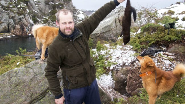 Tom Aurebekk Udø använder finnspetsar som effektiv hjälp att fälla minkar vid kusten. Den framgångsrika minkjakten gör att han får årets upplaga av John S. Opdahl-priset.