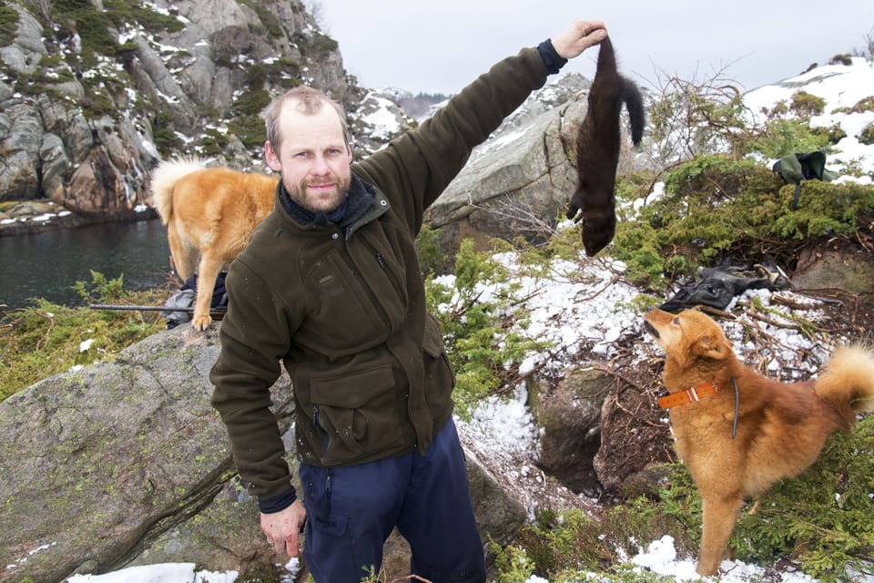 Tom Aurebekk Udø använder finnspetsar som effektiv hjälp att fälla minkar vid kusten. Den framgångsrika minkjakten gör att han får årets upplaga av John S. Opdahl-priset.