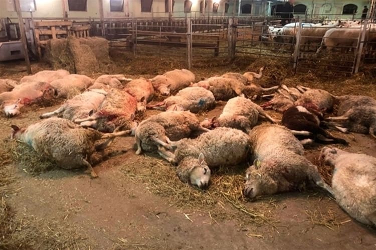 Företrädare för LRF tycker att kammarrätten missat att det handlar om problem för fler djurägare när det inte blir en prövning av Molstabergs nekade skyddsjakt på sjundavargarna, som massakrerat gårdens får.
