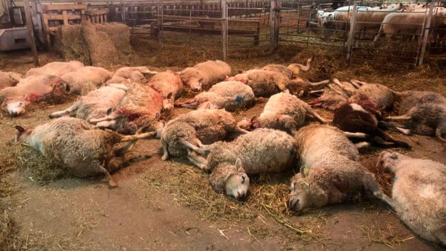 Några av de vargdödade fåren som tagits in efter massakern i Molstaberg. Trots den rekordstora vargattacken är inte länsstyrelsen beredd att ta beslut om skyddsjakt.
