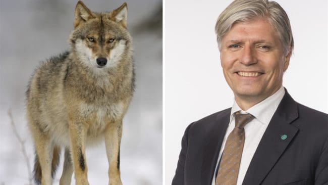 Med hänvisning till det svenska Naturvårdsverket har den norska miljöministern Ola Elvestuen stoppat jakten på Römskogrevirets vargar vid gränsen till Värmland, vilket kritiseras av både JRF och KD.