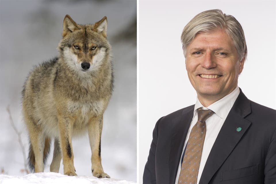 Med hänvisning till det svenska Naturvårdsverket har den norska miljöministern Ola Elvestuen stoppat jakten på Römskogrevirets vargar vid gränsen till Värmland, vilket kritiseras av både JRF och KD.