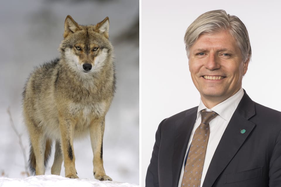 Den nyutnämnde kultur- och miljöministern Ola Elvestuen tycker att Norge ska ha fler vargar.