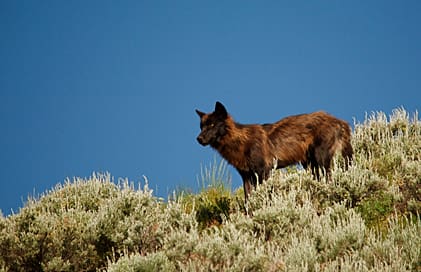 Acceptansen för vargjakt är allmänt hög i den amerikanska delstaten Montana, medan toleransen för varg i omgivningarna är mindre. Vargen på bilden är fotad i nationalparken Yellowstone, som delvis ligger i delstaten Montana.