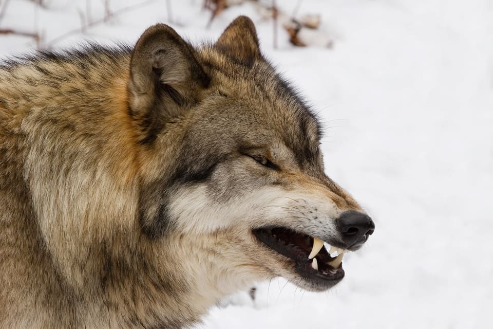 En jämttik blev dödad av varg under älgjakt i Habovall-området i Gävleborgs län på lördagen. (Arkivbild)