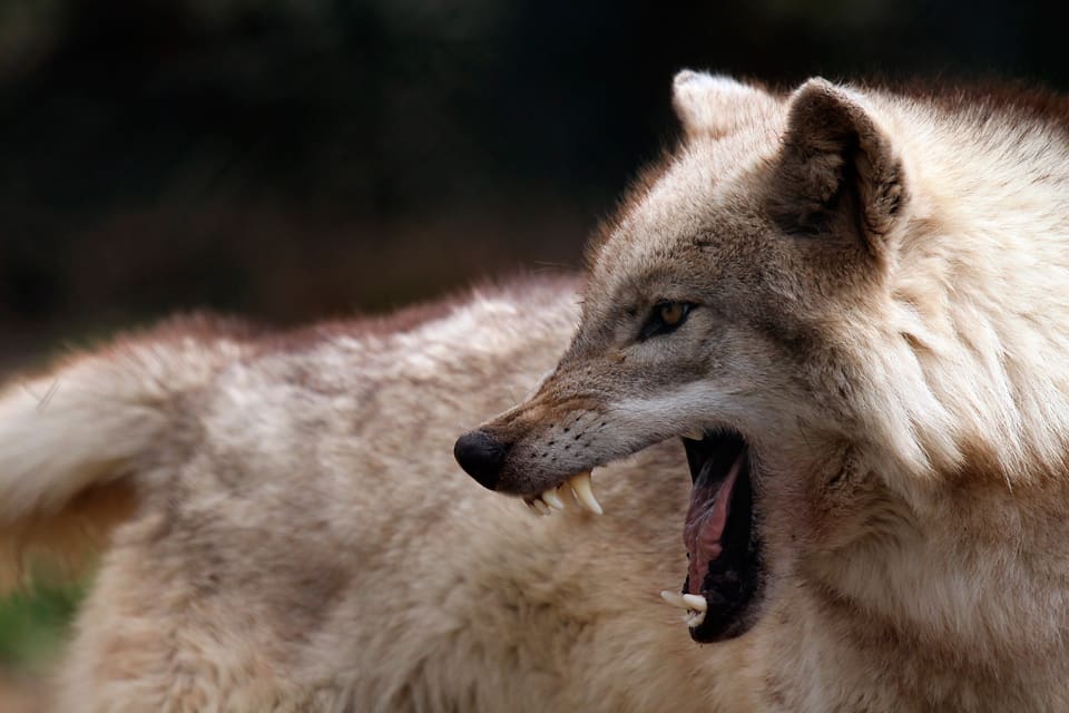 För att motivera skyddsjakt på varg i Blybergsområdet måste vargangripna hundar räknas under en tolv månaders-period och måttstocken gäller ett vargområde med ett revirpar eller en familjegrupp, tycker länsstyrelsen i Gävleborg.