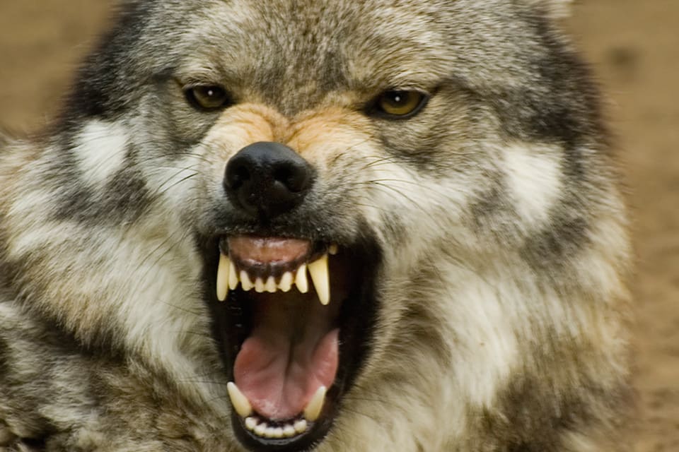 Den varg som tros ha skadat en 72-åring utanför bostaden i Port Edward i Kanada har fällts av personal från viltmyndigheten. (Arkivbild)