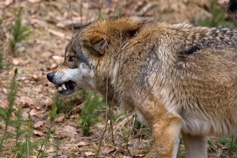 Kennelklubben och Jägareförbundet begär att de gamla tumreglerna för att få skyddsjakt på vargar som angriper hundar ändras. I fortsättningen bör det räcka med ett vargangrepp, anser organisationerna.