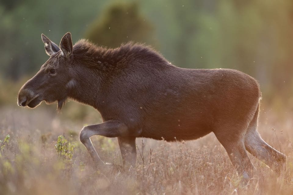 Renarna stör viltvården på öarna i Luleå skärgård. Jaktlaget fick sista ordet.
