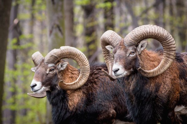 Muffloninvasion på skärgårdsö - Jakt & Jägare