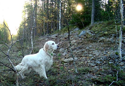 Sjaujnamyrens Mulle står för tjäder.