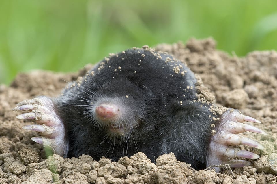Den första fällan avsedd att fånga mullvad är nu godkänd av Naturvårdsverket.