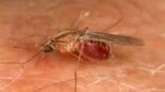 West Nile-virus överförs till fåglar, människor och till exempel hästar via flera olika myggarter.