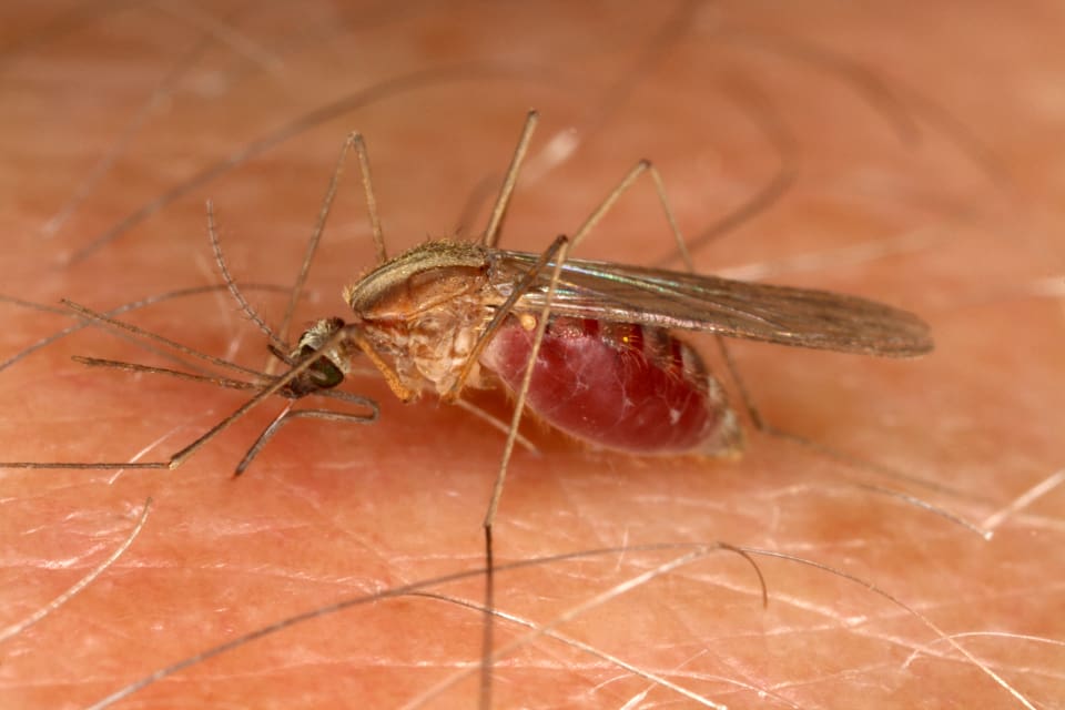 West Nile-virus överförs till fåglar, människor och till exempel hästar via flera olika myggarter.