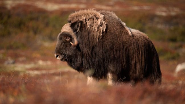 15 myskoxar på norska Dovrefjället i Norge får fällas för att skydda människor i området.