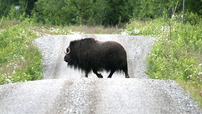 Länsstyrelsen i Jämtland säger nej till Naturskyddsföreningen om att söva och flytta myskoxen Brutus till fjällen. Det saknas lagstöd för sådana insatser mot tjuren.