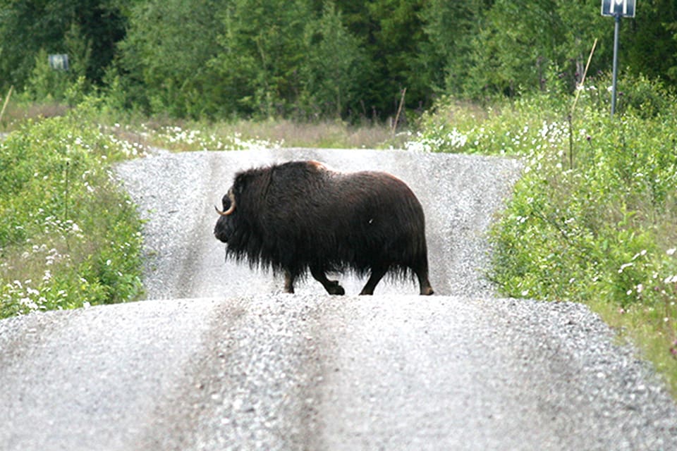 Länsstyrelsen i Jämtland säger nej till Naturskyddsföreningen om att söva och flytta myskoxen Brutus till fjällen. Det saknas lagstöd för sådana insatser mot tjuren.