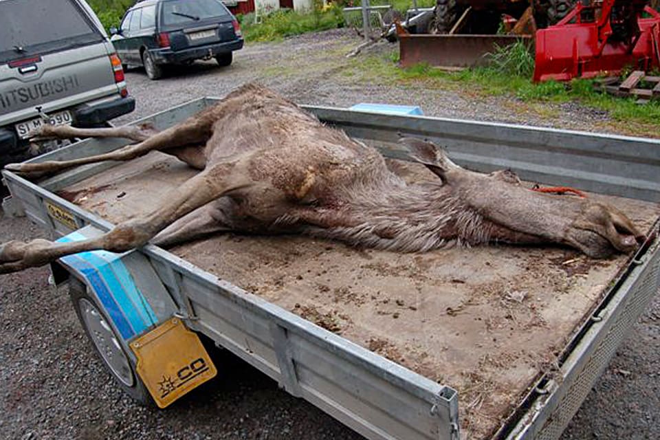 – De drabbade älgar som jag har sett farit rejält illa och varit mycket dåliga, säger eftersöksjägaren Leif Granlöf. (arkivbild)