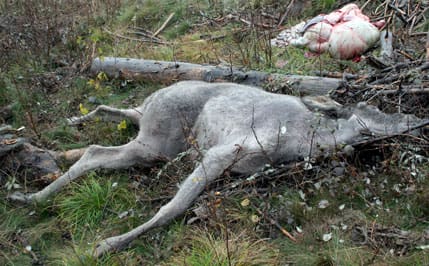 Urtagen nakenälg. Här är en älg som tappat pälsen på grund av lusflugor. Älgen fälldes under jakten i höstas, då flera jaktlag i Värmland både fällde och observerade nakenälgar.