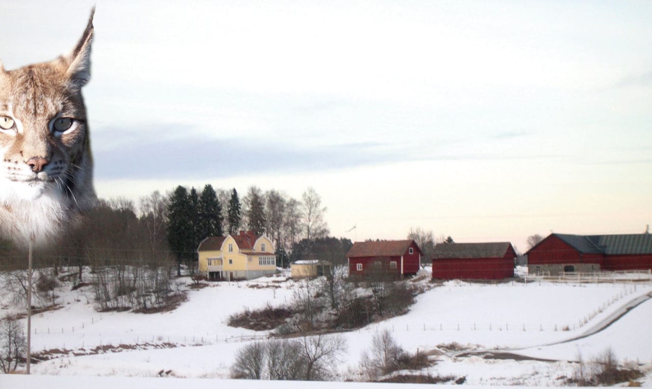 De få rådjur som det trots allt blir drev på, de buktar nästan inte alls. Istället skenar de rakt över åkrar och sjöar.