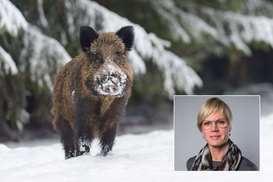Statssekreterare Elisabeth Backteman tillbakavisar uppgifterna om att SVA ska sluta med övervakningen av sjukdomar hos vilda djur.