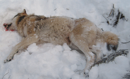 Ytterligare fyra vargar passerade jägare på pass i Nås utan att de kunde komma till skott. Men en av skyttarna hade skjutläge på en femte varg och kunde fälla en stora alfahanne.