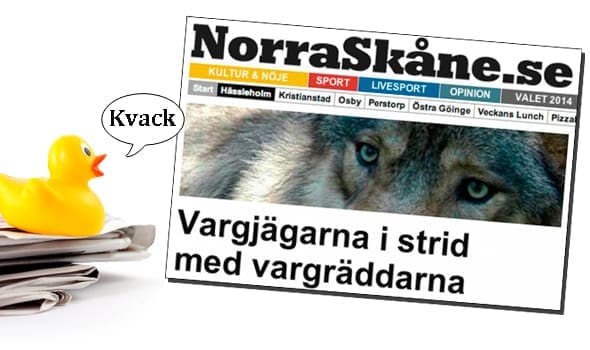 Vargnyhet var tidningsanka. Varken länsstyrelsen eller den ansvarige jaktledaren kan bekräfta att det varit ”strider” eller sabotageförsök av skyddsjakten på Vittsjövargen. Det finns tidigare exempel på att reportrar blivit lurade av vargaktvister som vill ha publicitet. Bilden är en skärmdump från Norra Skåne.