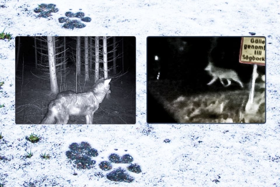 Sedan våren 2020 har den varg som uppehöll sig i Linghed och sedan blev föremål för skyddsjakt varit i ständigt fokus. Nu är den skjuten.