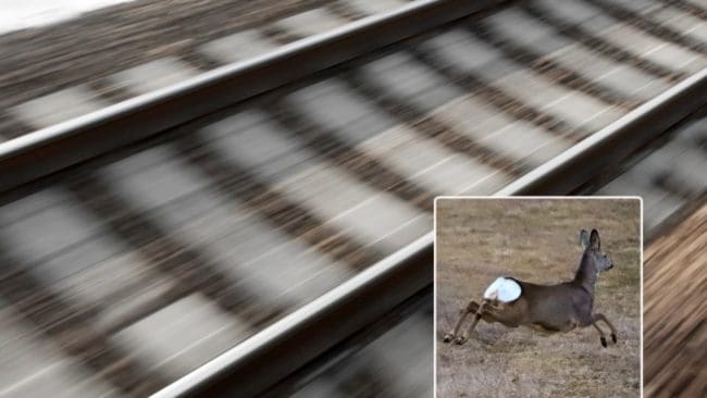 Ungdomsföretaget Safe Travels har uppfunnit en effektiv viltskrämma som får bort djur från järnvägsspåren.