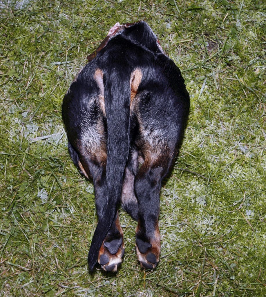 Så här såg det ut på nyårsafton när Nickos bakdel hittades efter vargattacken. Då hade vargen flytt med Nickos framdel, där sändarhalsbandet satt kvar. Pejlen gav utslag att det var hunden som sprang. Efter tre dagars sökande lyckades Nickos ägare hitta det nedgrävda huvudet med hjälp av pejlen.