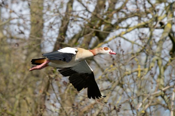 Över tusen av de invasiva nilgässen har skjutits i den tyska delstaten Rheinland-Pfalz.