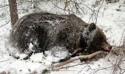 Björn fälld i nödvärn av älgjägare. Dalarna står inför ökande problem med den växande björnstammen. Det finns antagligen cirka 3 000 björnar i Sverige, men tilldelningen i björnjakten är fortfarande restriktiv.