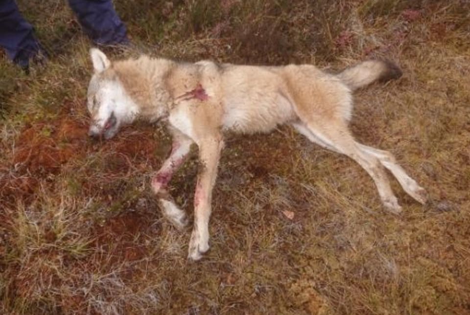Den skjutna vargtiken uppskattas ha varit två-tre år.