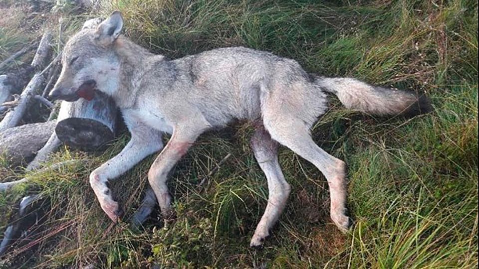 Fällningen i morse av vargtiken väcker jubel från bland annat den norska lantbruksministern.