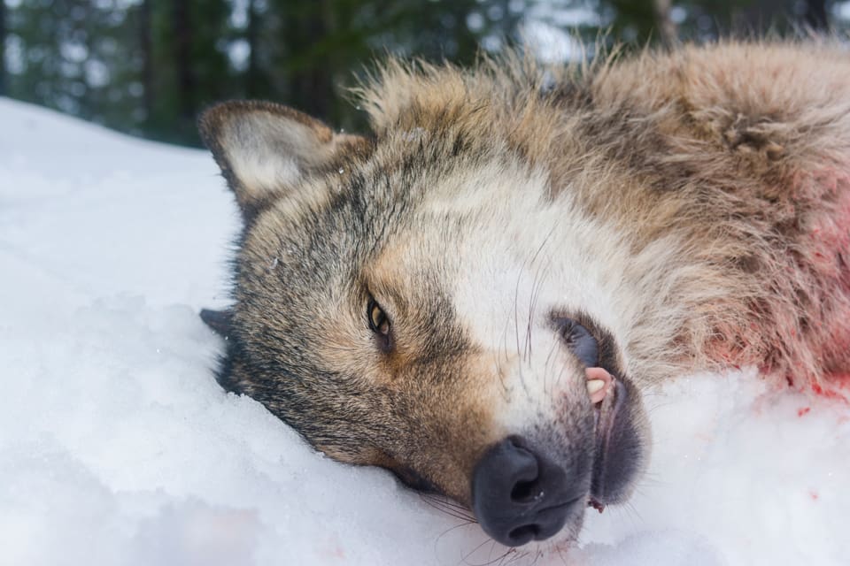 WWF har dragit den norska staten inför domstol om vargjakten. Den norska vargförvaltningen kan stoppas, befarar brukarsidan.