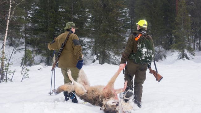 Världsnaturfonden, WWF, förlorade civilmålet i Oslo tingsrätt om vinterns licensjakt på varg i Norge och måste betala 450 000 norska kronor för rättegångskostnaden.