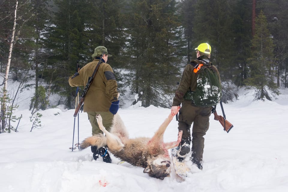 Världsnaturfonden, WWF, förlorade civilmålet i Oslo tingsrätt om vinterns licensjakt på varg i Norge och måste betala 450 000 norska kronor för rättegångskostnaden.