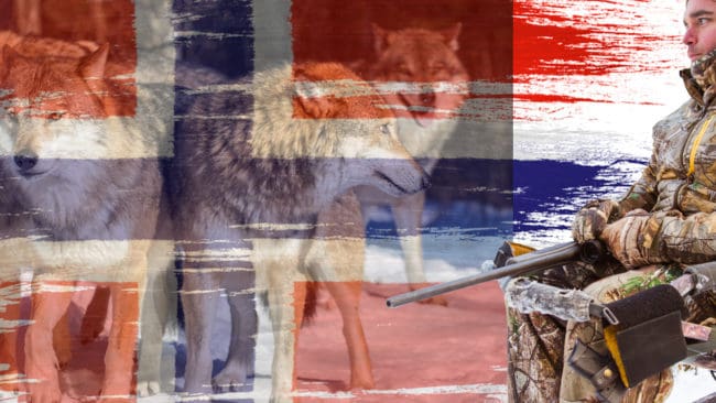 Jakten på 47 vargar i Norge möter motstånd bland militanta rovdjursvänner.
