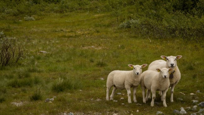 I Naustdals kommun går nu 6000 får och lamm ute på bete. Fylkesmannen befarar därför att den fårdräpande vargens skadepotential kan vara stor.